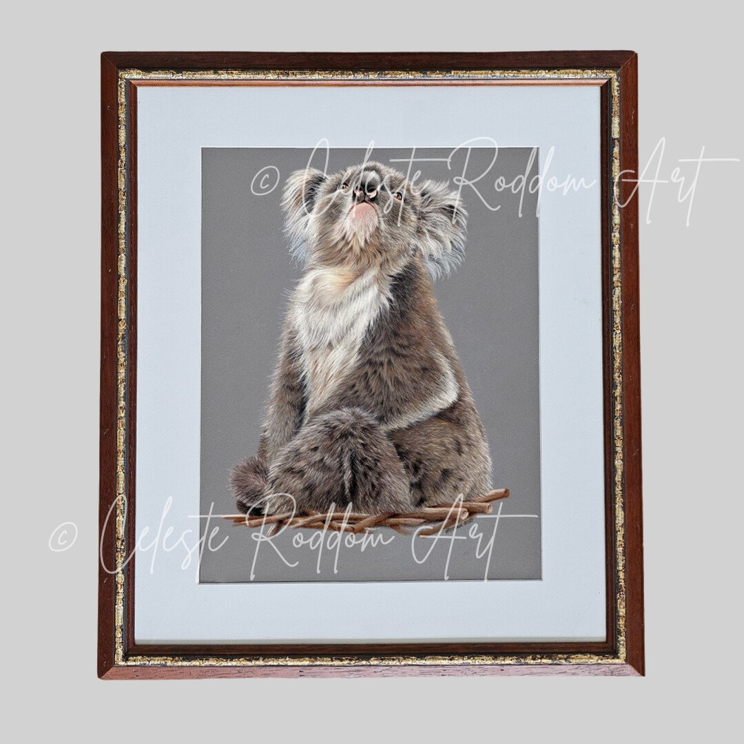 koalacoページ Mini Zoo Koala - Ollie - Thermal-Aid